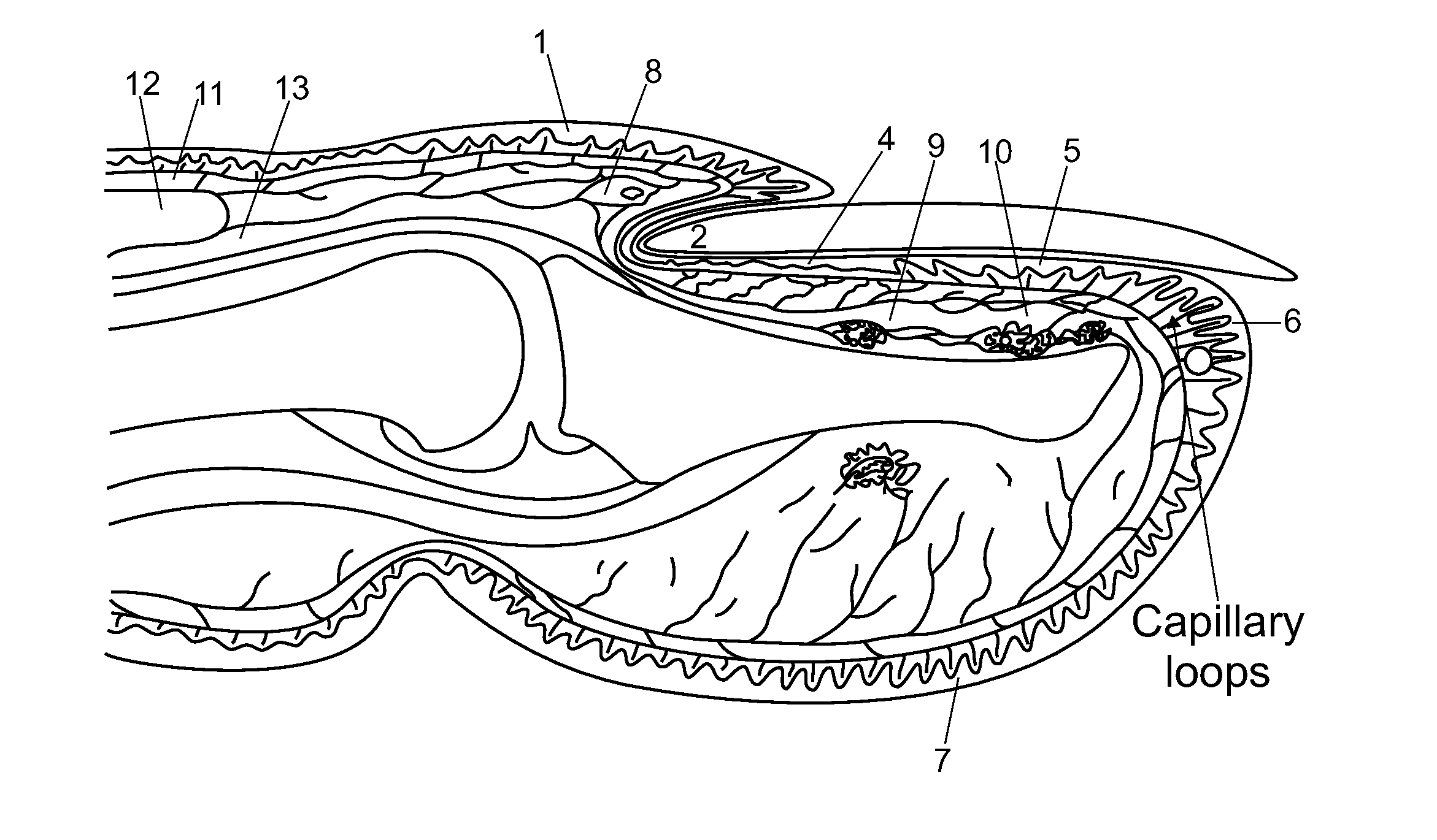 Optical systems for diagnosing and monitoring dermal microvascular health