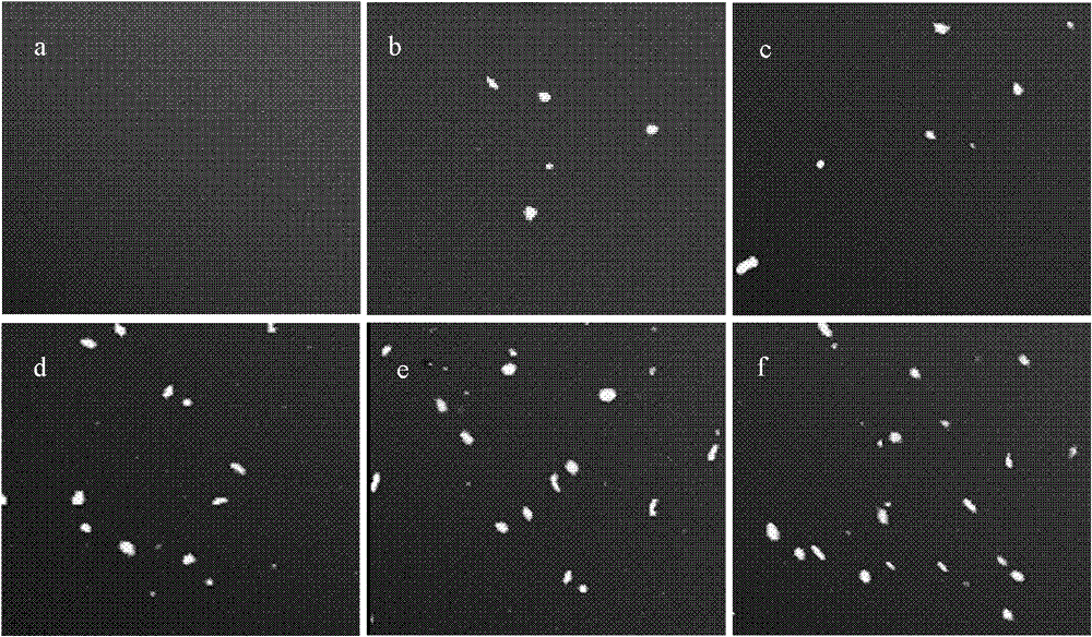 Method for detecting the colon bacillus by combining magnetic nanoparticle enrichment with bi-color flow cytometry