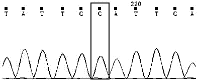 Method for verifying anti-chalk disease traits of swarm by SNP marker