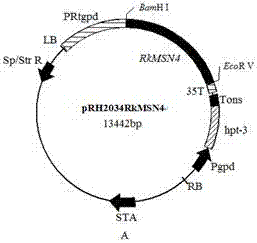 Zinc finger protein transcription factor gene RkMSN4 and application thereof