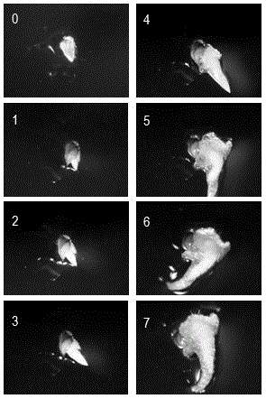 Efficient agrobacterium transgene method of zoysia japonica