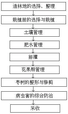 A method for dwarfing and densely planting high-yield cultivation of milk jujube