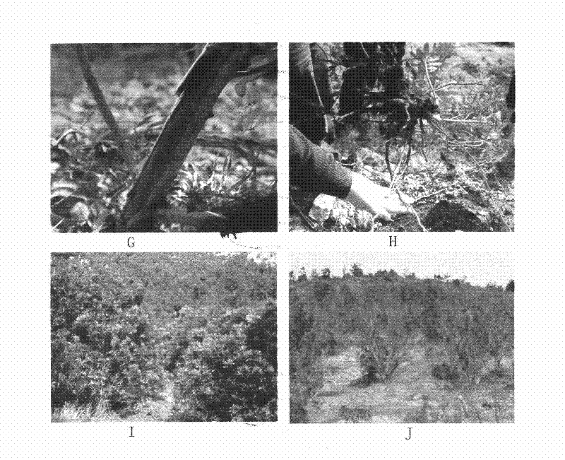 Method for identifying pathogen of paroxysmal foliage wilting disease in myrica rubra