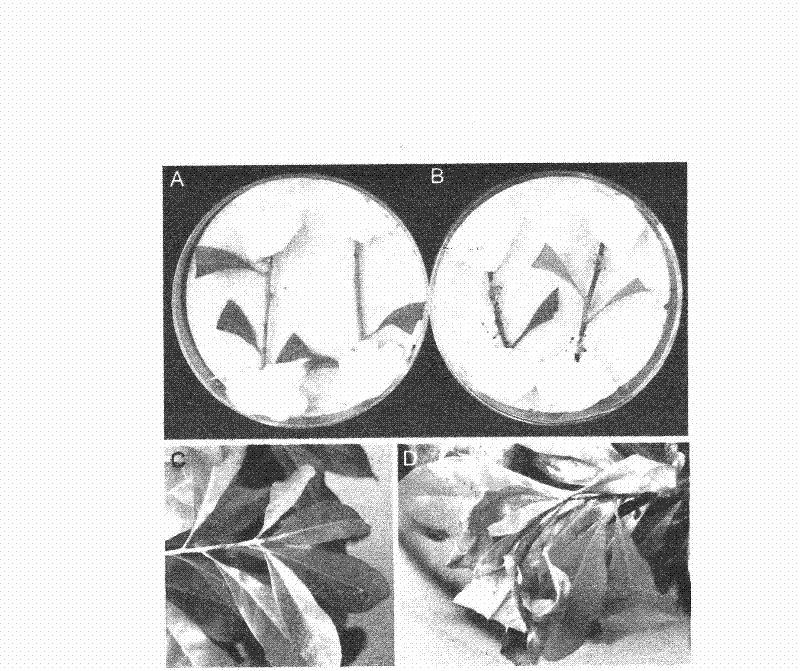 Method for identifying pathogen of paroxysmal foliage wilting disease in myrica rubra