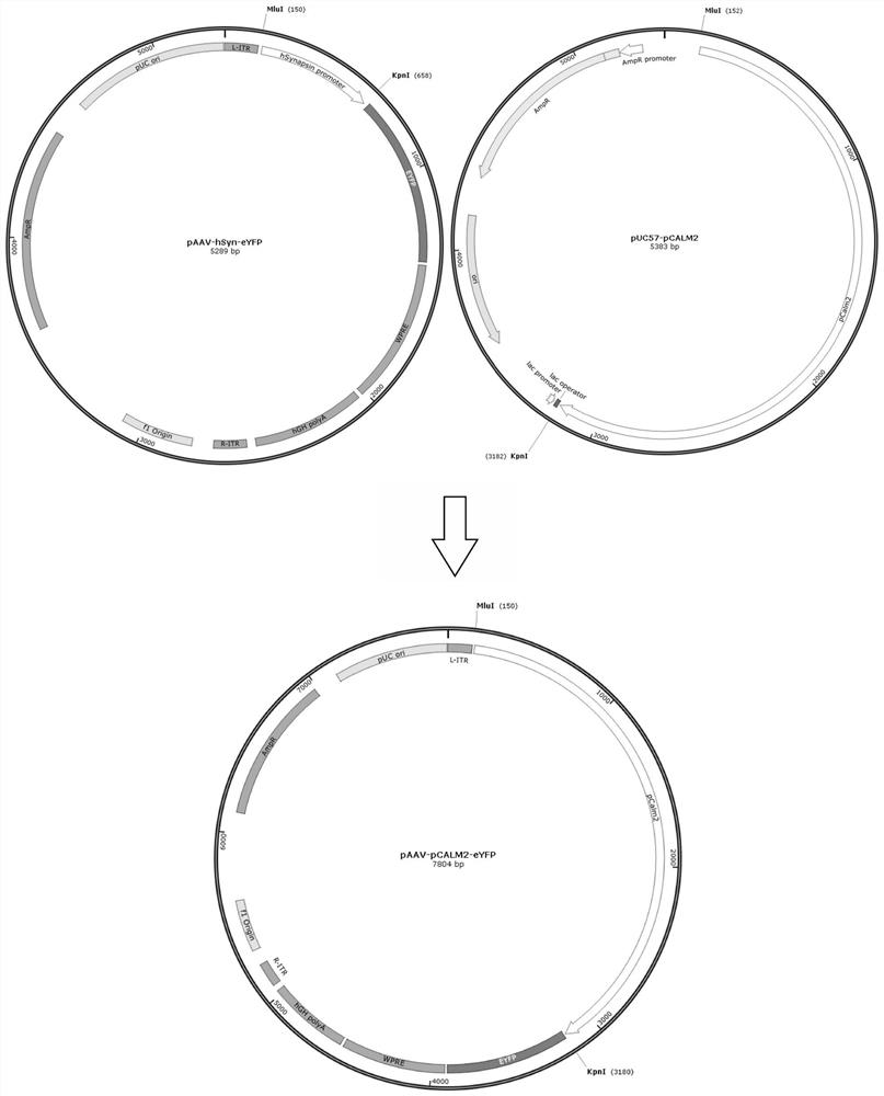 Promoter pCALM2 and application thereof