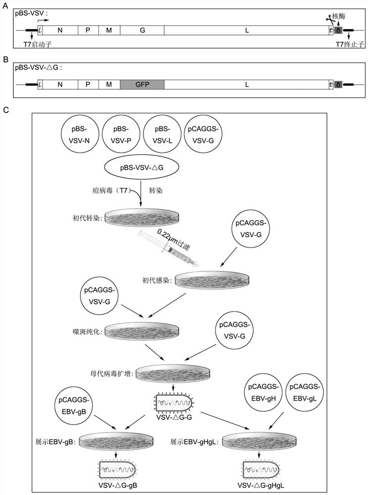 EBV vaccine based on vesicular stomatitis virus as well as preparation method and application of EBV vaccine