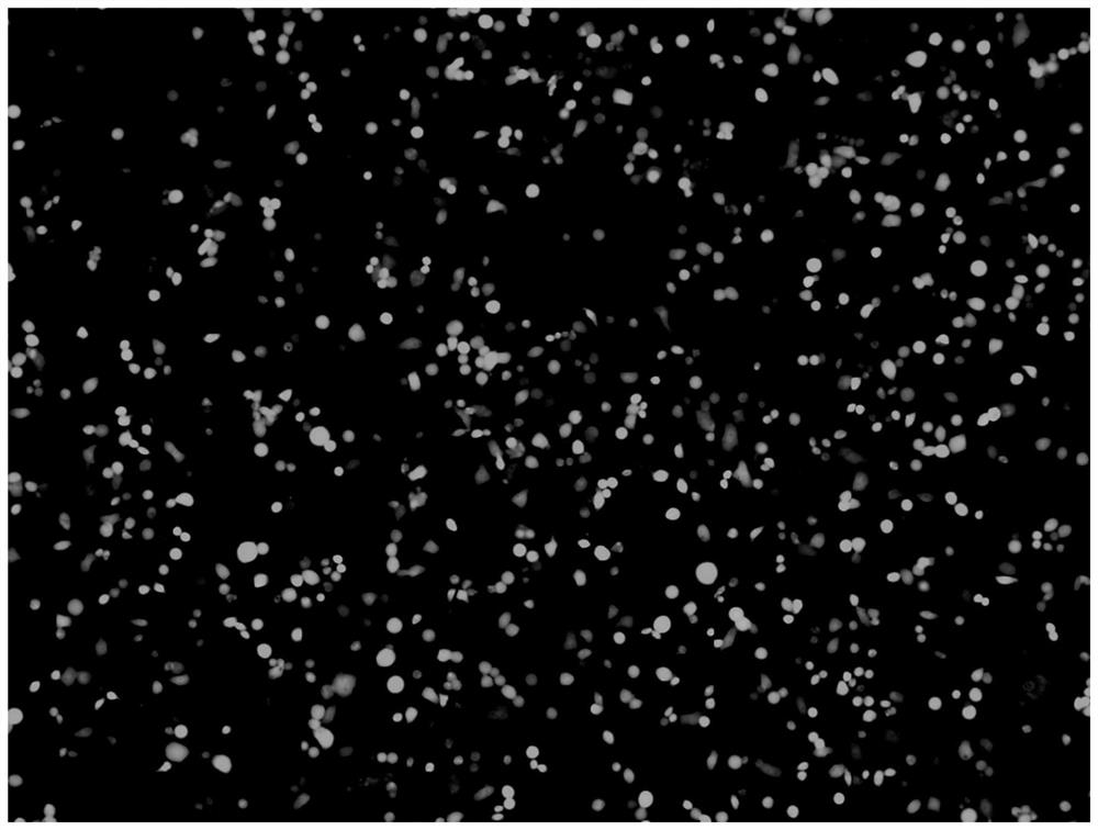 EBV vaccine based on vesicular stomatitis virus as well as preparation method and application of EBV vaccine