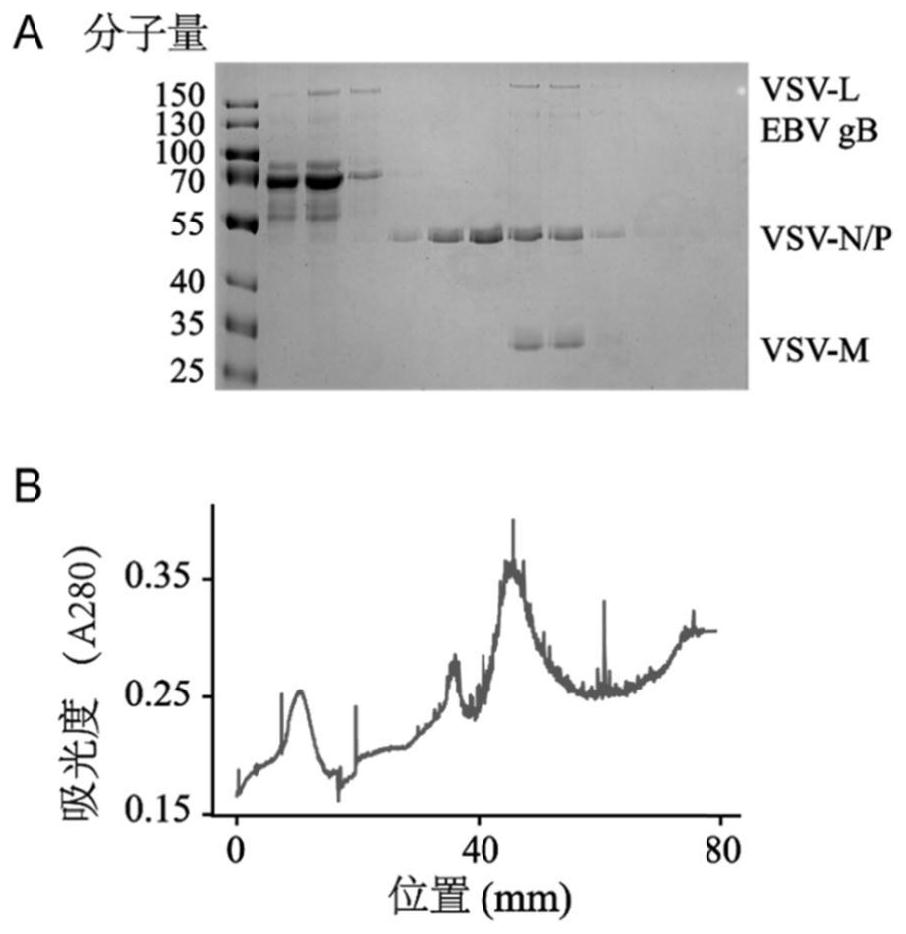 EBV vaccine based on vesicular stomatitis virus as well as preparation method and application of EBV vaccine