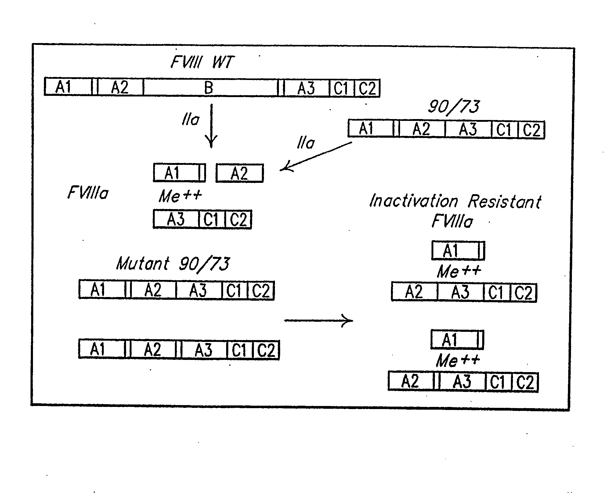 Method of Producing Factor VIII Proteins by Recombinant Methods