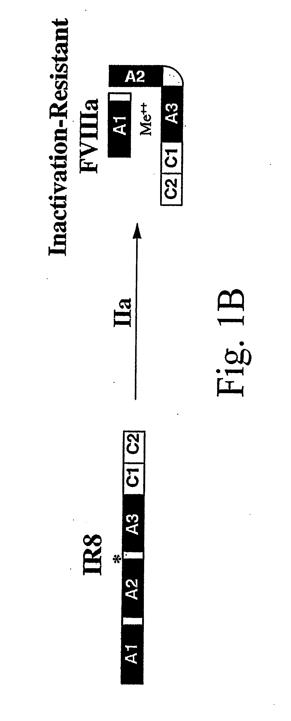 Method of Producing Factor VIII Proteins by Recombinant Methods