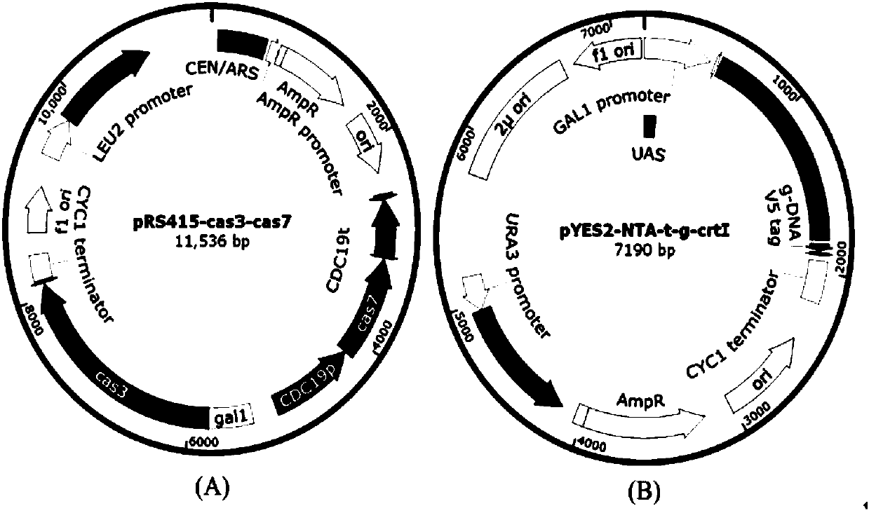 Eukaryotic gene editing method based on gene cas7-3 in I type CRISPR-Cas system