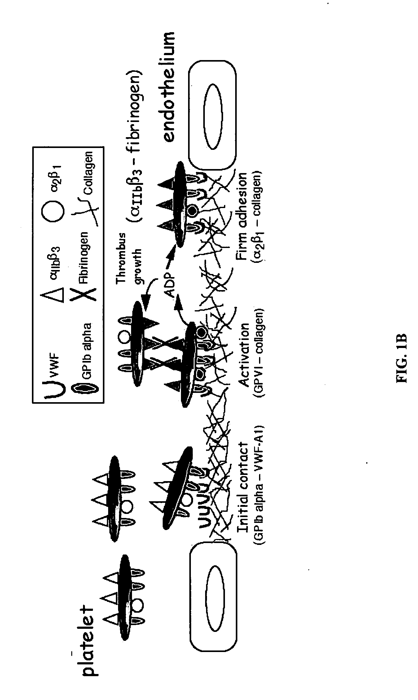 Methods for testing Anti-thrombotic agents