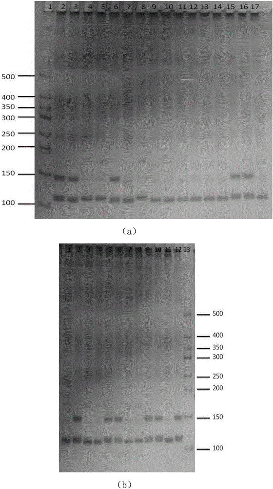 Peronia verruculata microsatellite marking and screening method