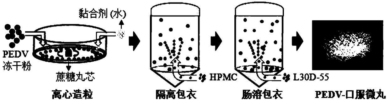 Preparation method of oral vaccine used for treating porcine epidemic diarrhea virus