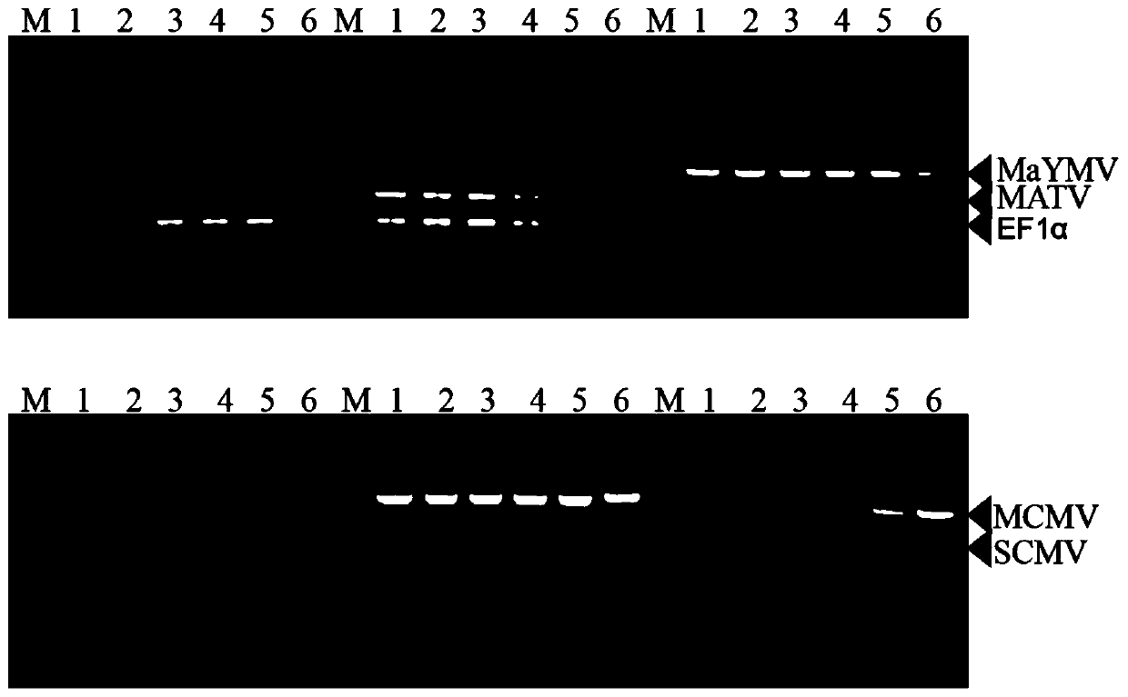 Multiplex RT-PCR method for simultaneously detecting four corn viruses