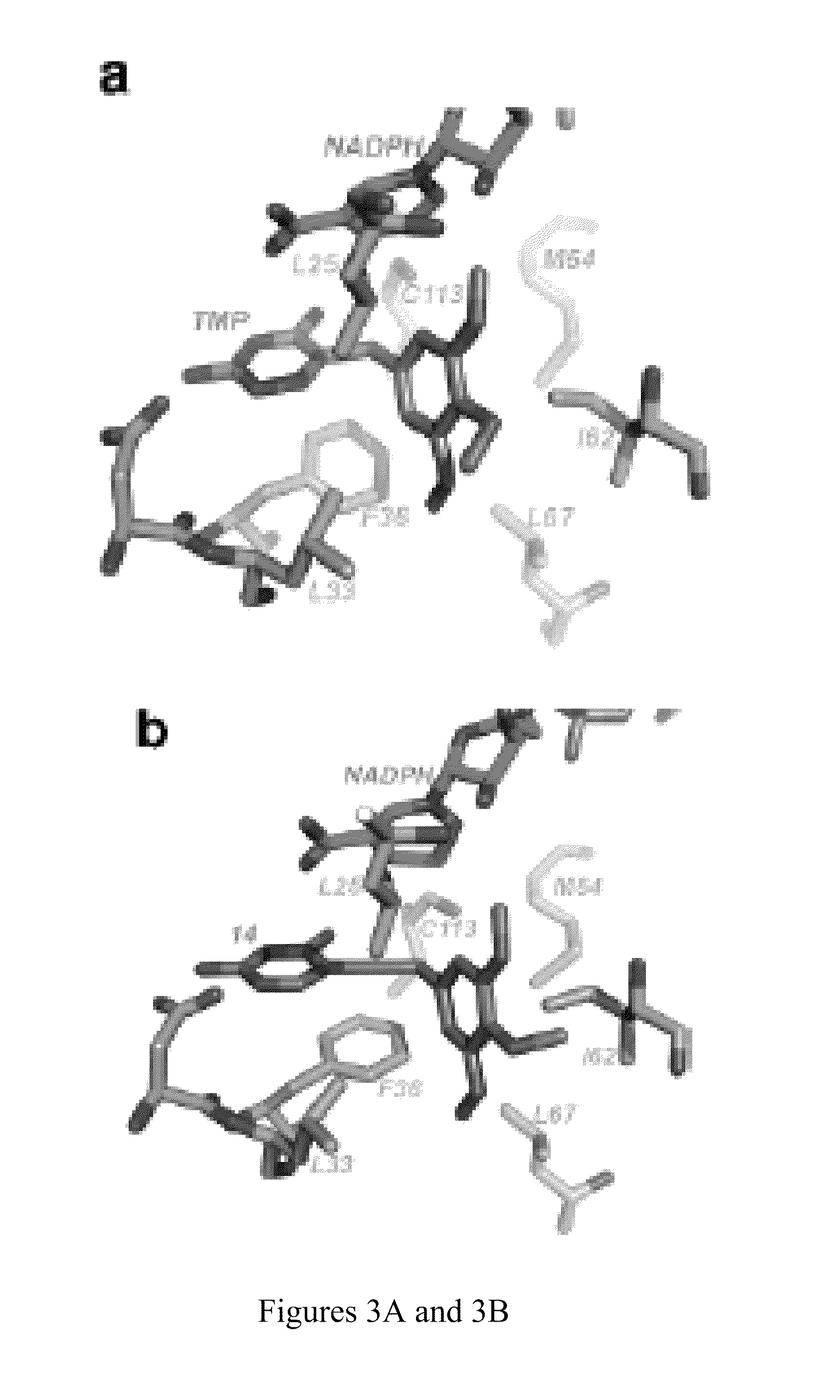 Inhibitors of dihydrofolate reductase with antibacterial antiprotozoal, antifungal and anticancer properties