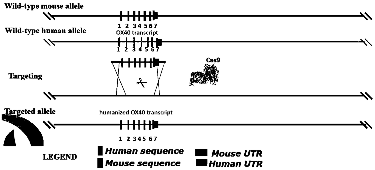 Method for constructing OX40 gene modified humanized animal model and application thereof