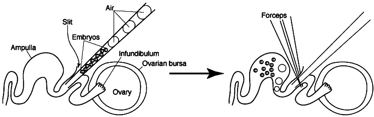 Method for constructing OX40 gene modified humanized animal model and application thereof