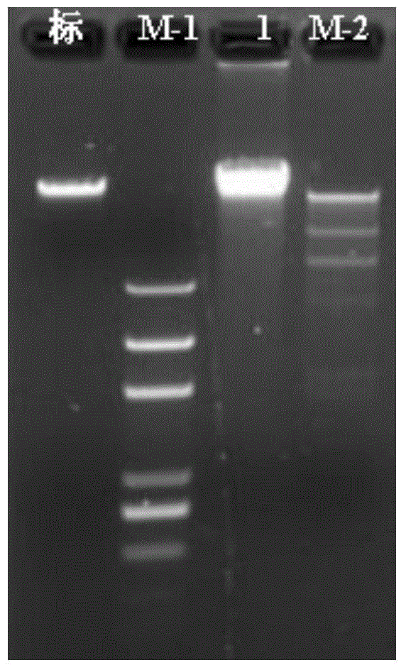 Method for simultaneously extracting high quality DNA/RNA of kelp gametophyte