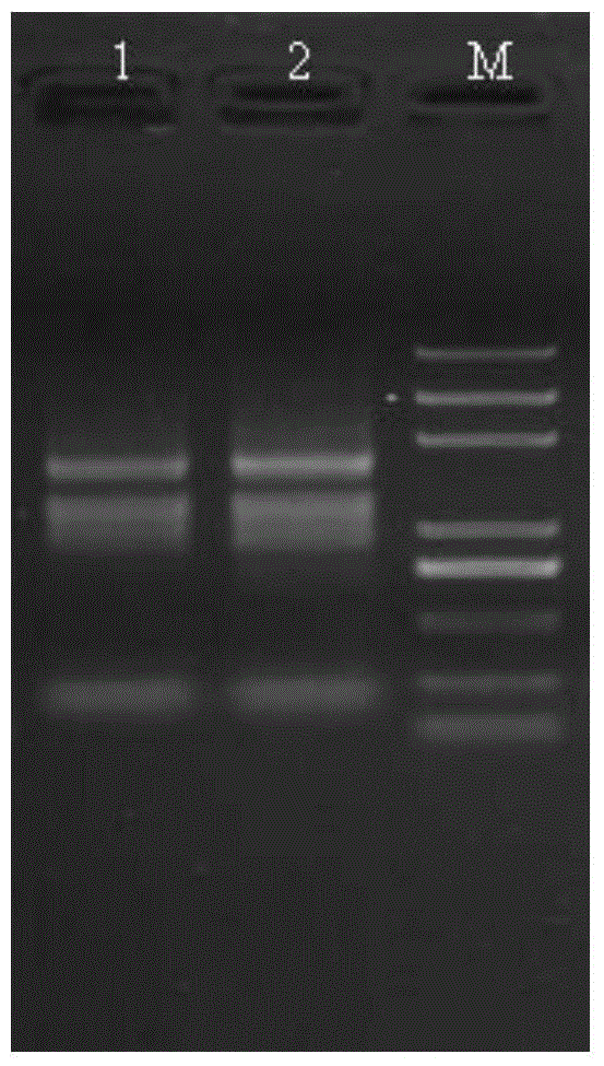 Method for simultaneously extracting high quality DNA/RNA of kelp gametophyte