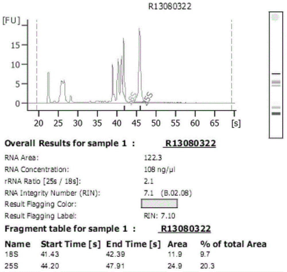 Method for simultaneously extracting high quality DNA/RNA of kelp gametophyte