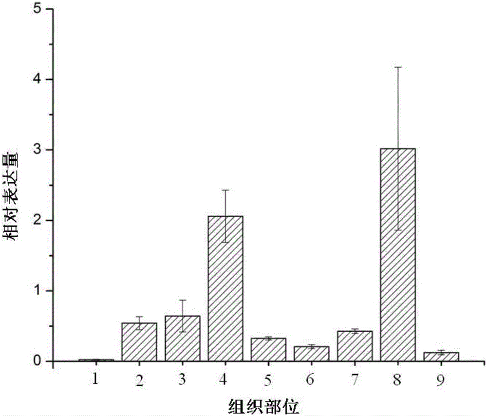 Eriocheir sinensis HSP90 gene clone and application thereof