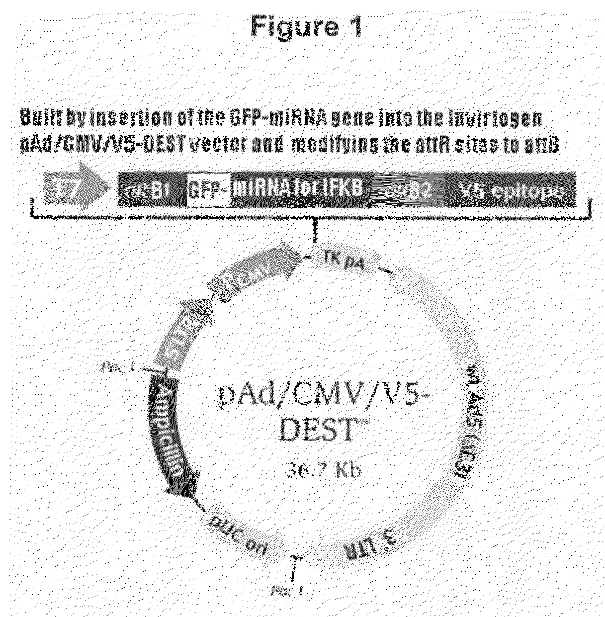 Macrophage transfection method