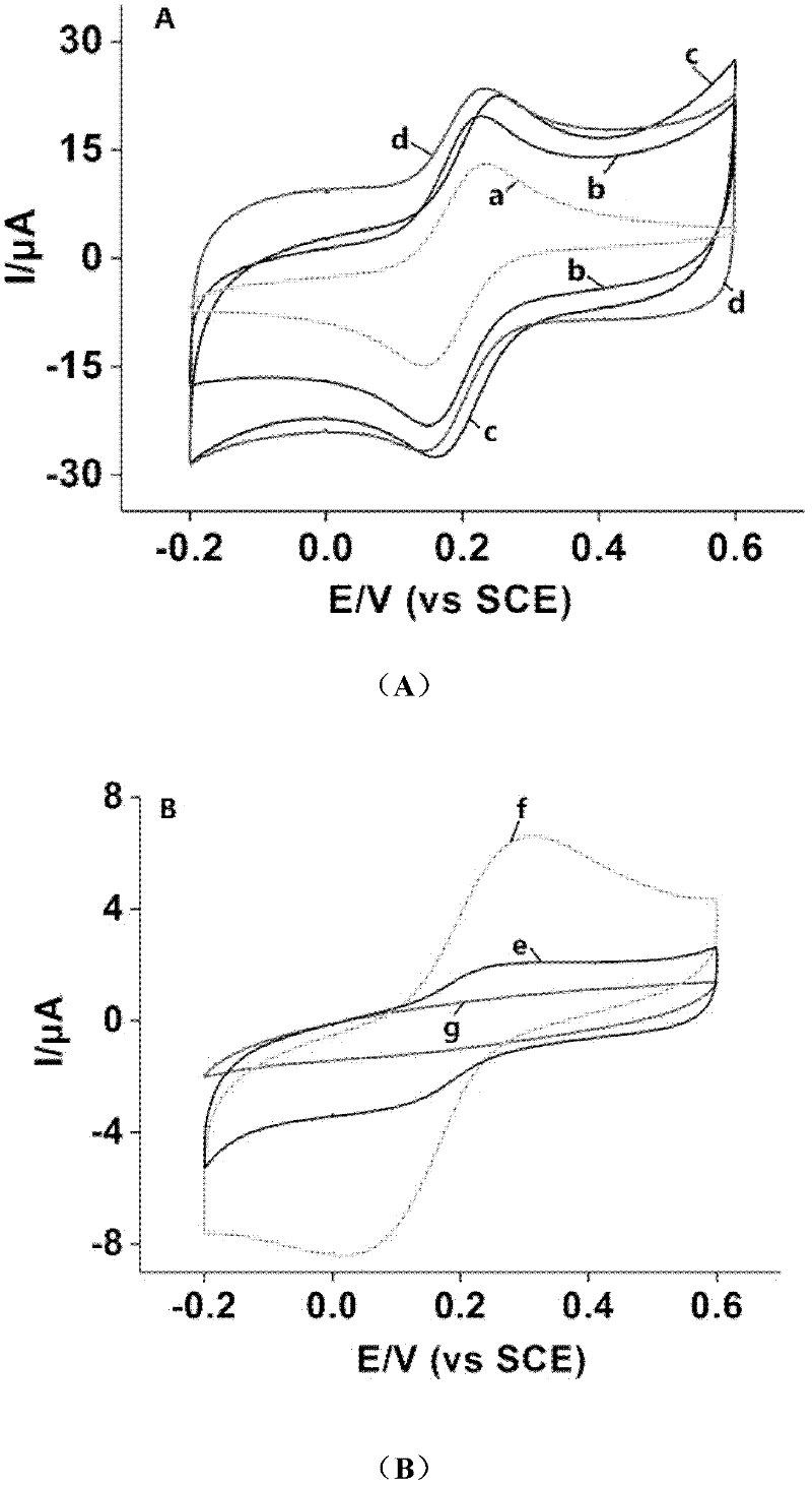 Preparation method of reduction state graphene and platinum nanometer particle composite material modified molecularly imprinted membrane electrochemical sensor