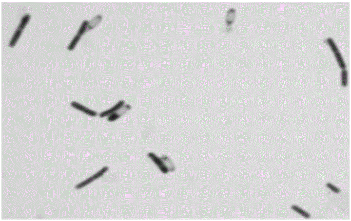 Bacillus subtilis SE201412 and organic-selenium-rich bactericide