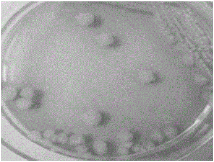 Bacillus subtilis SE201412 and organic-selenium-rich bactericide