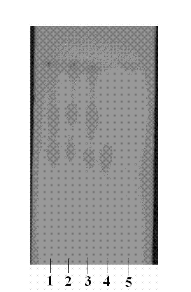 Warm light drink compound formula granule, as well as preparation method as well as detection method thereof