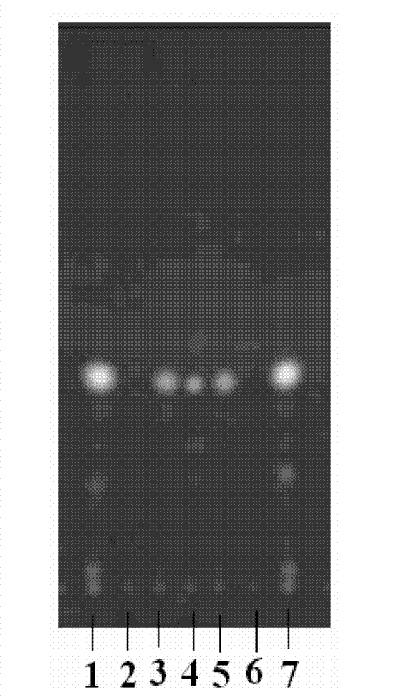 Warm light drink compound formula granule, as well as preparation method as well as detection method thereof