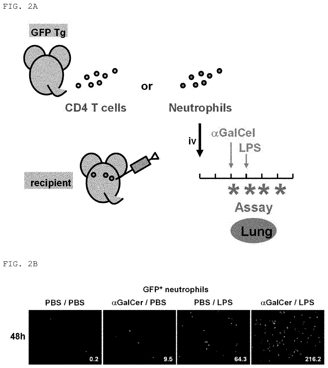 Composition For Treating Fulminant Acute Pneumonia Including CD69 Antagonist