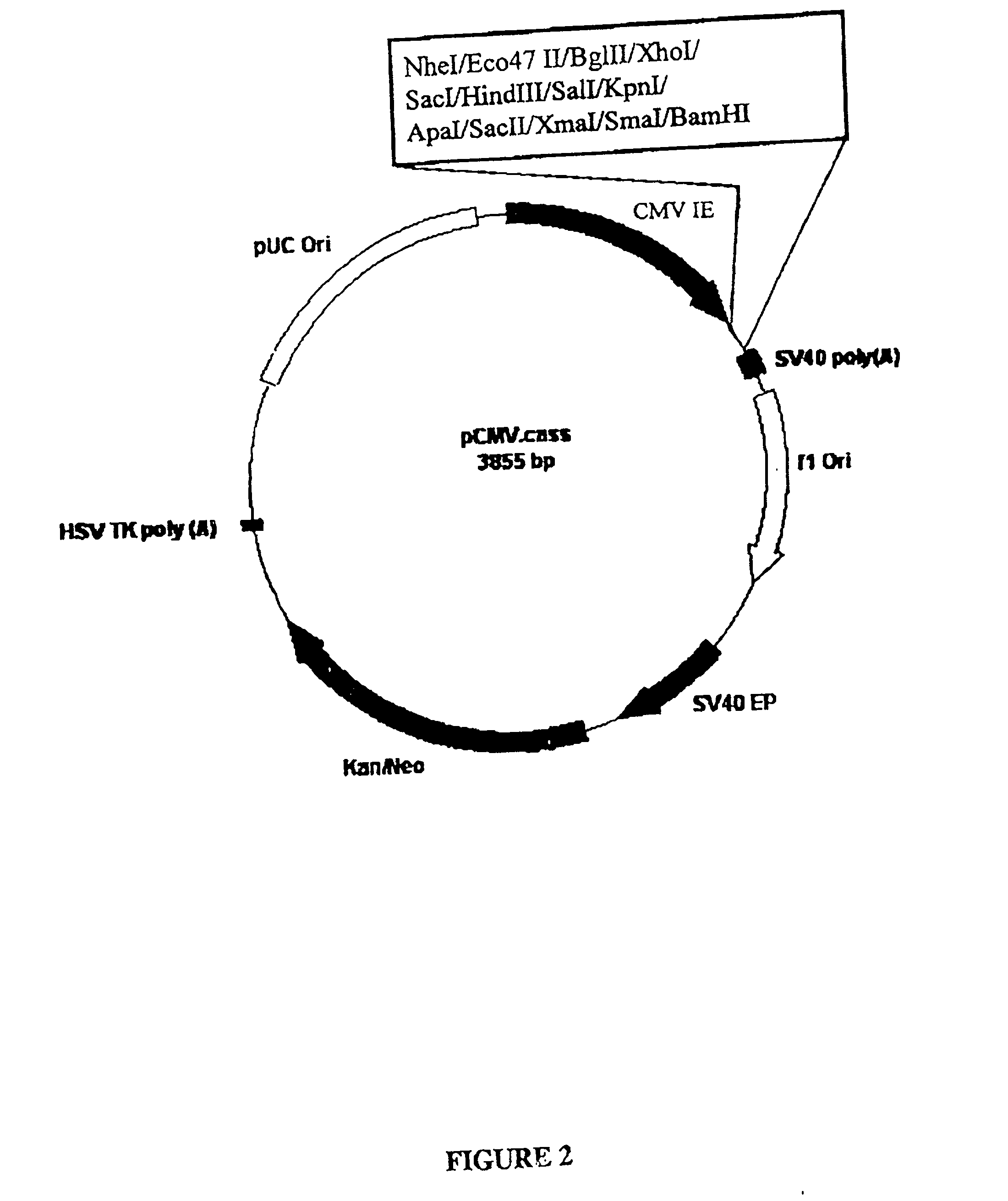 Synthetic genes and genetic constructs comprising same i