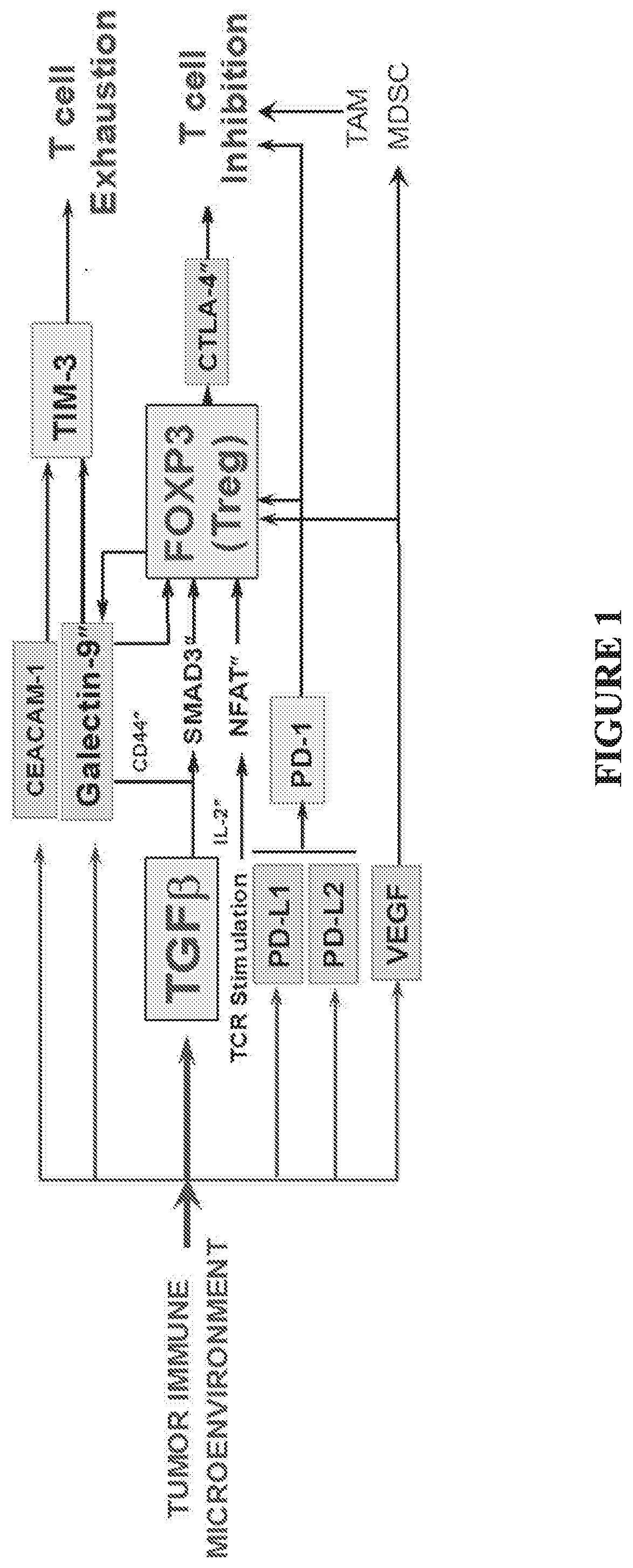 Multifunctional antibody-ligand traps to modulate immune tolerance