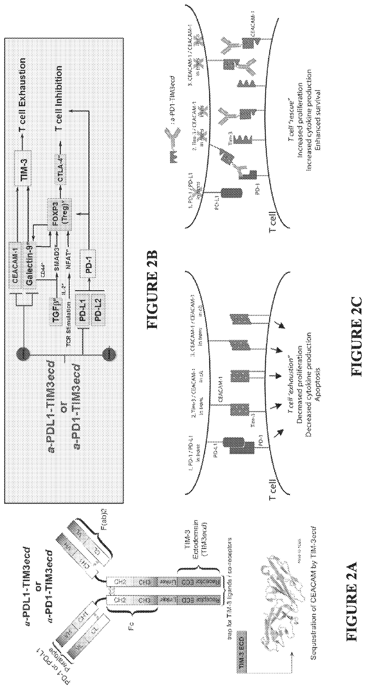 Multifunctional antibody-ligand traps to modulate immune tolerance