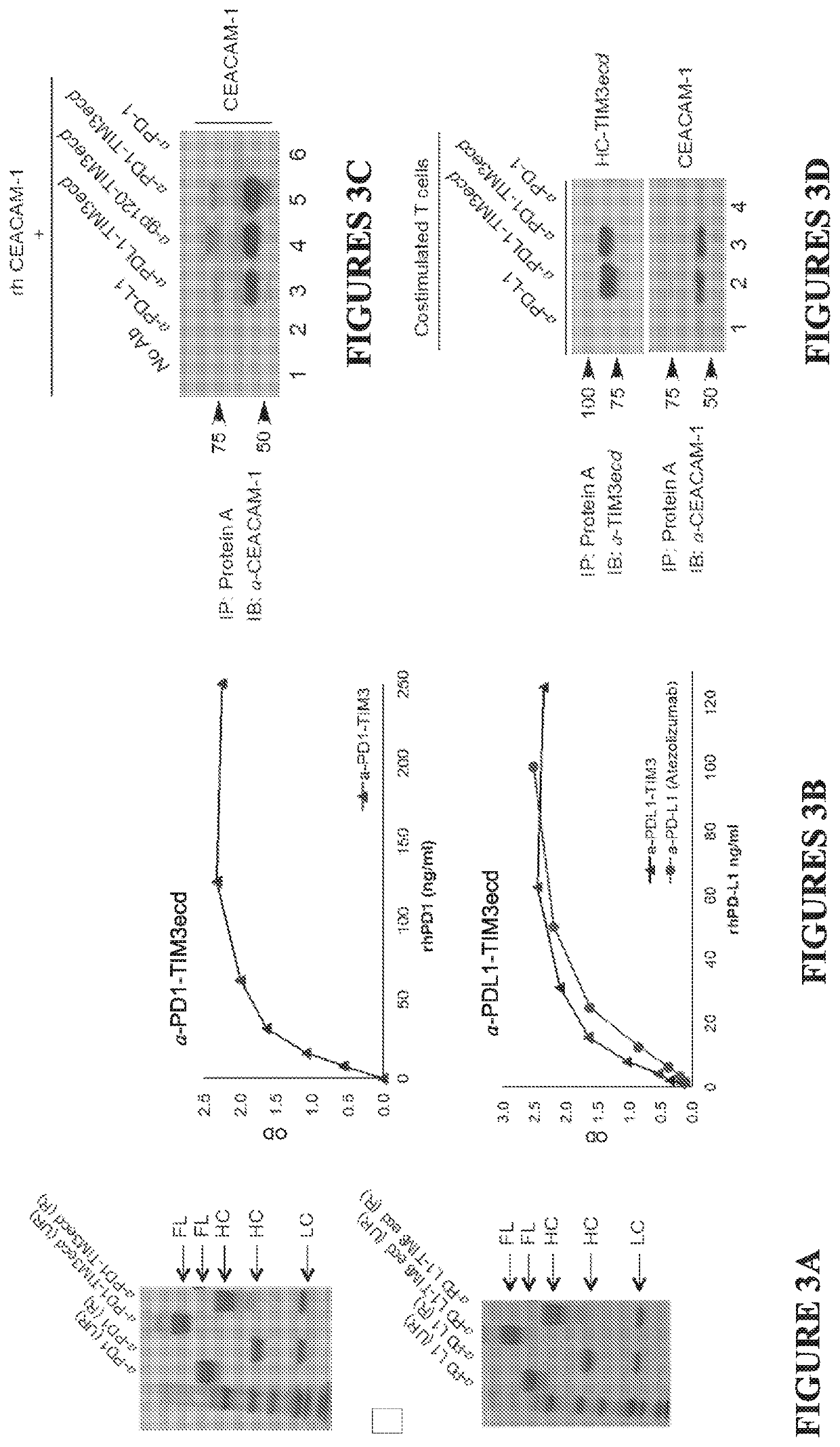 Multifunctional antibody-ligand traps to modulate immune tolerance