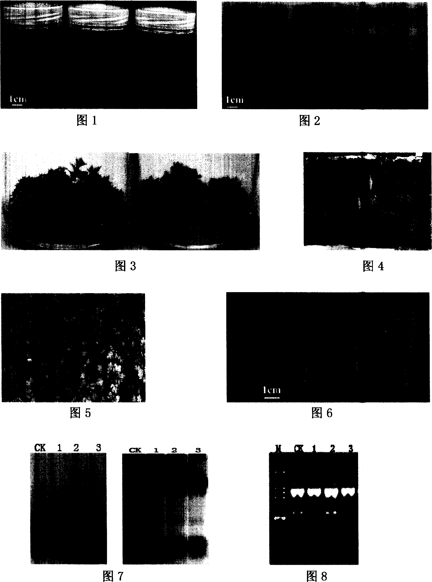 In vitro conservation method of churysanthemum by reducing macroelements in the medium