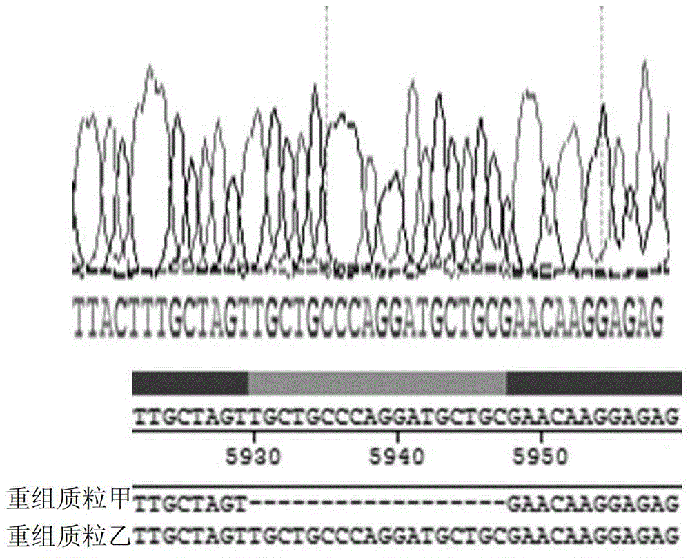 Visible recombinant virus of human enterovirus 71 and application thereof