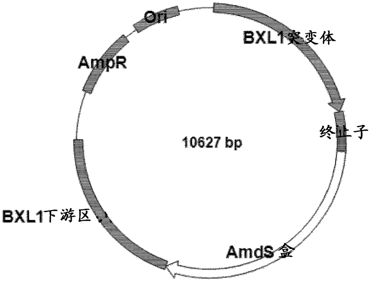 Trichoderma fungus having mutant-type bxl1 gene and method for producing xylooligosaccharide and glucose by using same