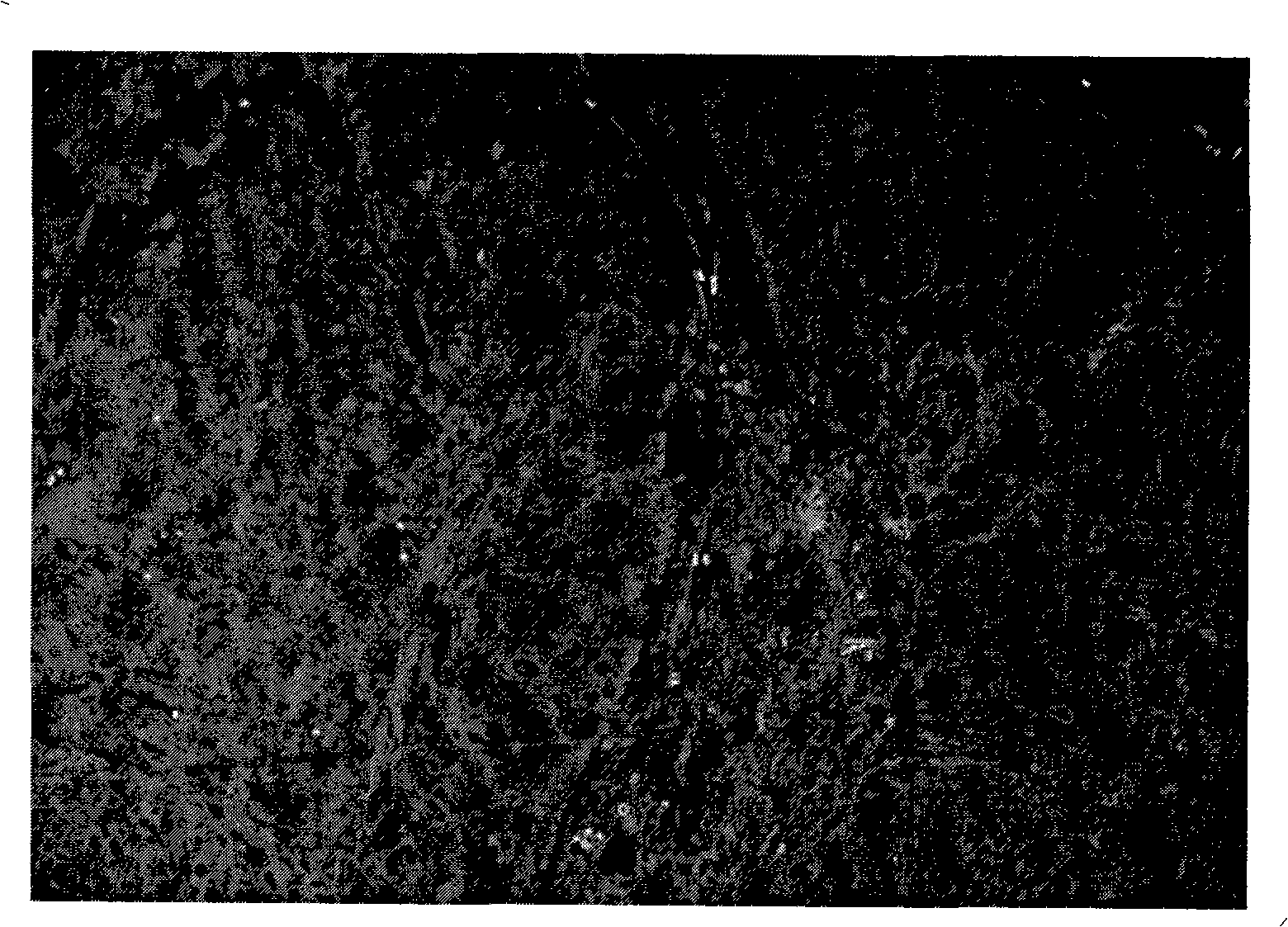 Method for detecting identical antigen expression on identical sample