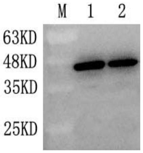 A kind of oral poultry interferon fusion protein and its application as immune enhancer