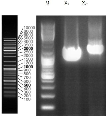 Method for isolation and identification of bacillus circulans