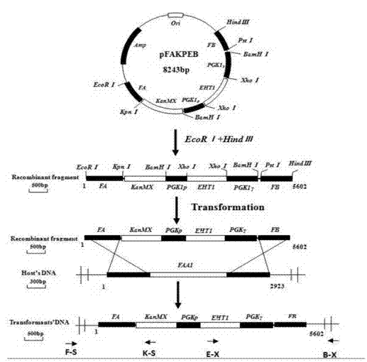 Saccharomyces cerevisiae engineering bacterium for highly yielding medium-chain fatty acid ethyl ester as well as construction method thereof