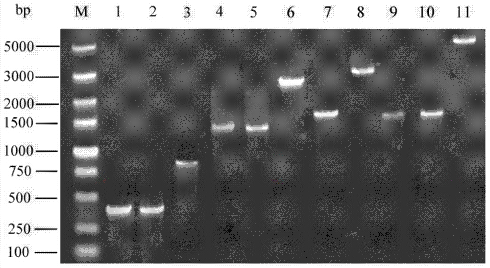 Saccharomyces cerevisiae engineering bacterium for highly yielding medium-chain fatty acid ethyl ester as well as construction method thereof