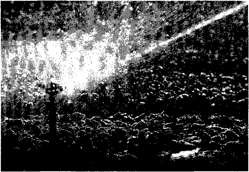 Method for embedding and extracting watermark in digital image