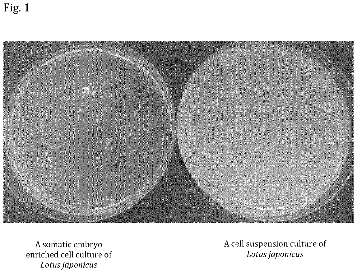 Cosmetic use of extracts derived from somatic embryo enriched plant cell cultures and cosmetic compositions containing those extracts