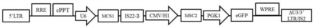 A lentiviral multi-promoter stable expression vector constructed by combining insulators and its construction method