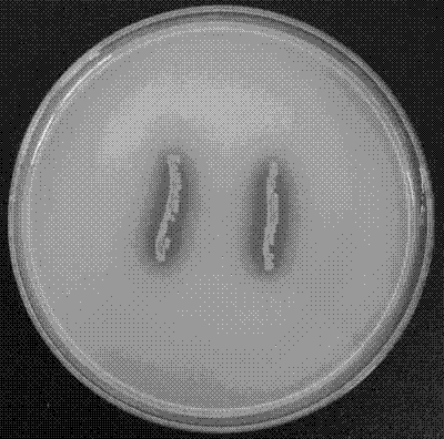 Preparation method for burkholderia cepacia, and application in high-performance phosphate-dissolving microbial fertilizer by using the same