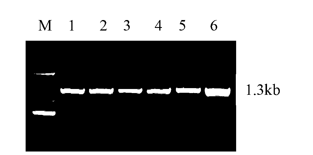 Engineering bacteria for efficiently degrading two fungal toxins and application